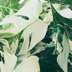 Meet your posher 👋🏼